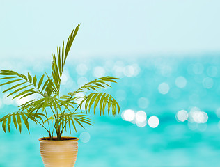 Image showing tropical palm in pot