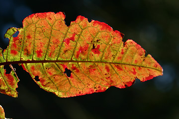 Image showing flower closeup