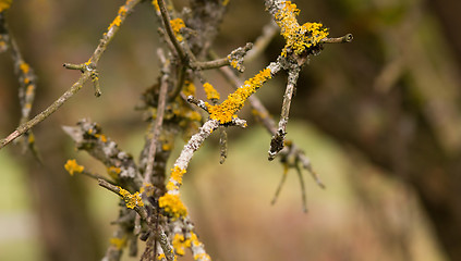 Image showing Yellow parasitic fungus on twig