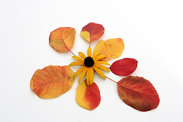 Image showing autumn leaves