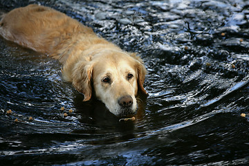Image showing dog in water