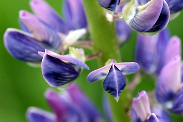 Image showing lupin flower closeup