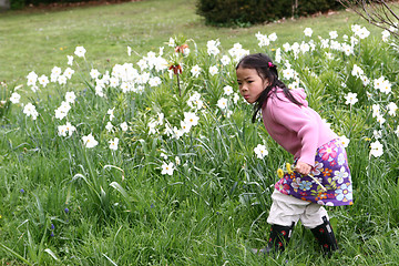 Image showing flowers