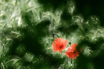 Image showing poppies