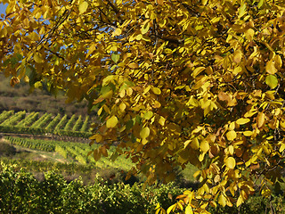 Image showing alsacian vineyards