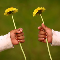 Image showing dandelion child