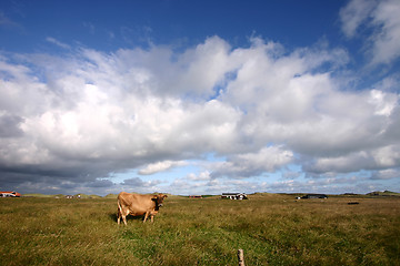 Image showing cow in denmark