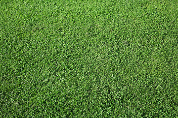 Image showing Spring grass