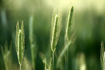 Image showing rural denmark