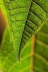 Image showing  leaves