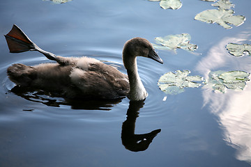 Image showing swans