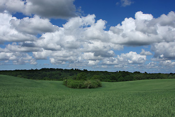 Image showing corn fleld