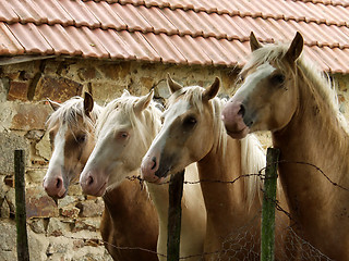 Image showing four horses