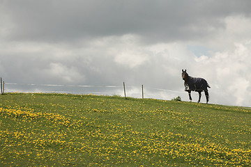 Image showing danish horses