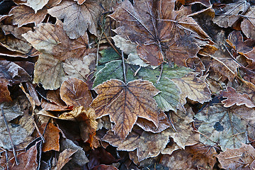 Image showing winter leaves