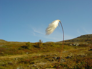 Image showing cottongrass