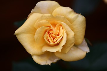 Image showing roses