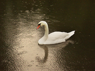 Image showing castle swan