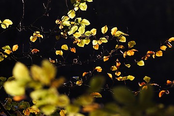 Image showing autumn leaves