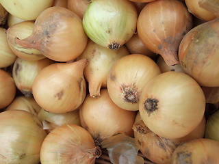 Image showing Yellow onions