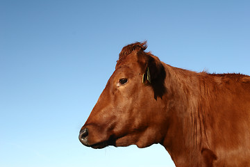 Image showing danish cows 