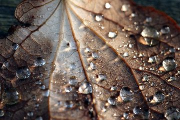 Image showing wet leaf