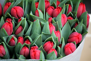 Image showing tulip