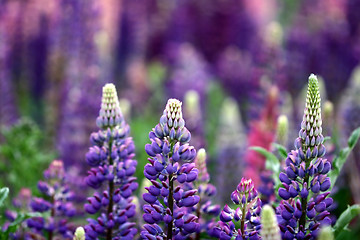 Image showing lupin flower closeup