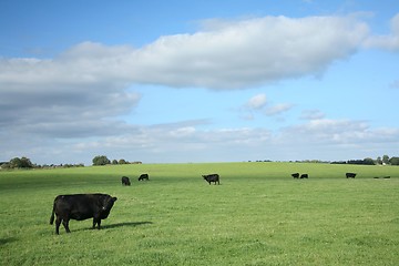 Image showing danish cows 