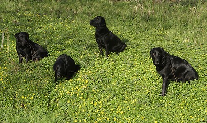 Image showing Dogs