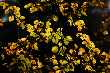 Image showing autumn leaves