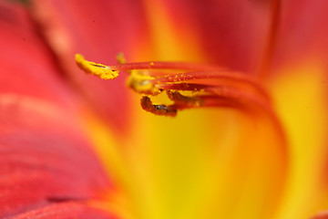 Image showing flower closeup