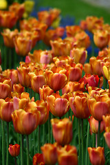 Image showing tulip