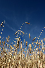 Image showing corn filed