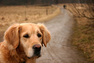 Image showing dog golden retriever