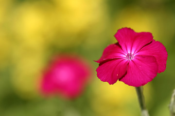 Image showing flowers