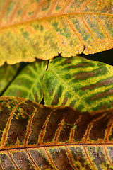 Image showing autumn leaves