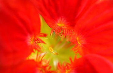 Image showing flower closeup