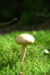 Image showing White mushroom in afield of grass