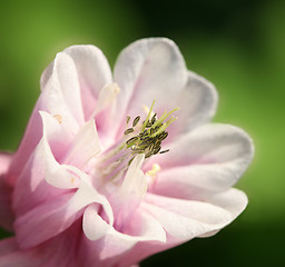 Image showing flower