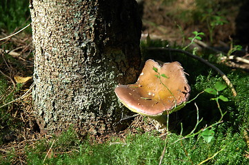 Image showing mushroom at root of tree