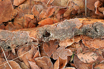 Image showing winter leaves