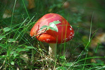 Image showing fly agaric