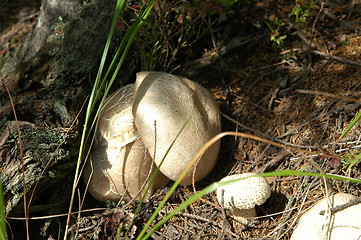 Image showing mushrooms