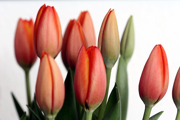 Image showing tulip