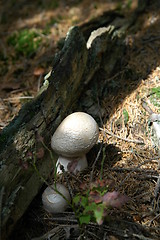 Image showing mushrooms