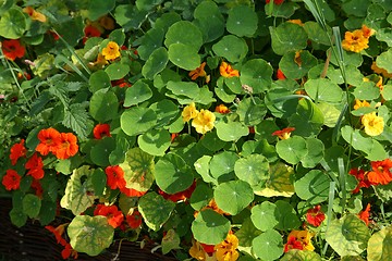 Image showing flower garden