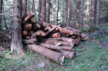 Image showing Logs