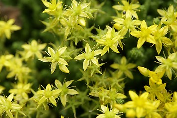 Image showing yellow flower closeup
