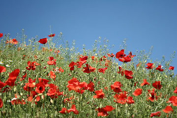 Image showing poppies